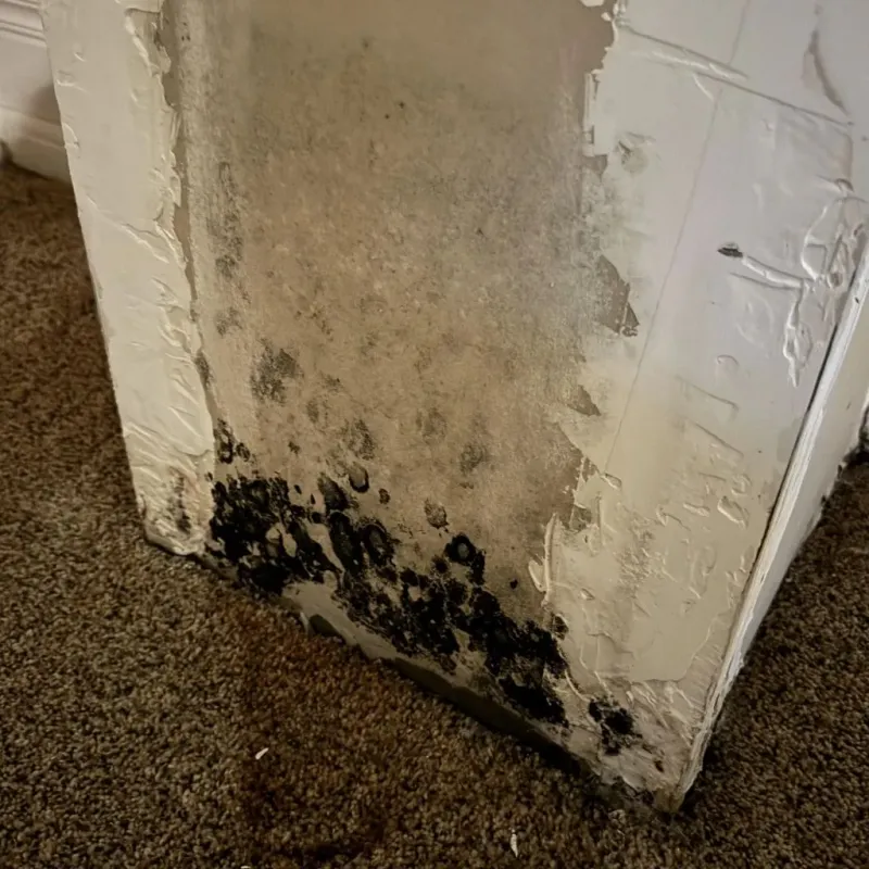 Professional Mold Removal in Knox City, TX